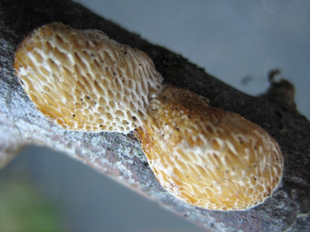 Dichomitus campestris (Quélet)Domanski et Orlicz